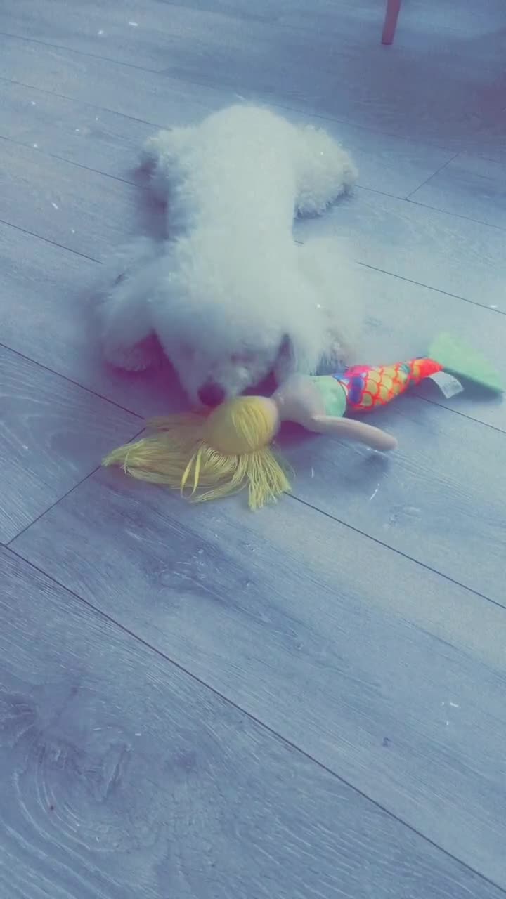 Toy Poodle dogs for sale: Toy poodle  - Video 1