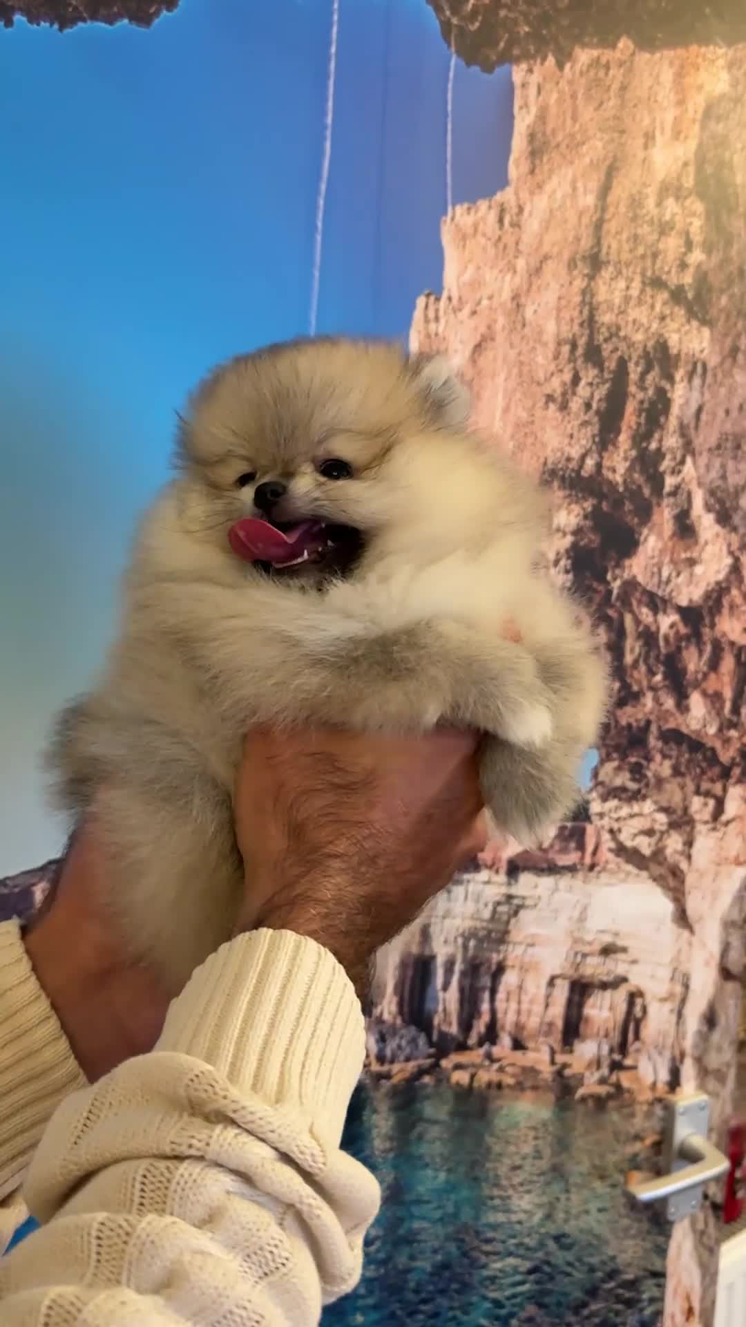 Pomeranian dogs for sale: Adorable Purebred Pomeranian Puppies – Male - Video 2