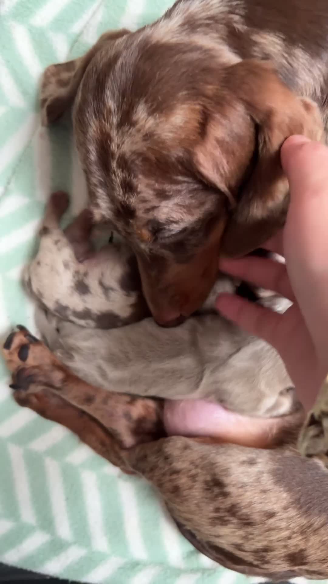 Miniature Dachshund dogs for sale: Pedigree PRA clear miniature dachshunds  - Video 1