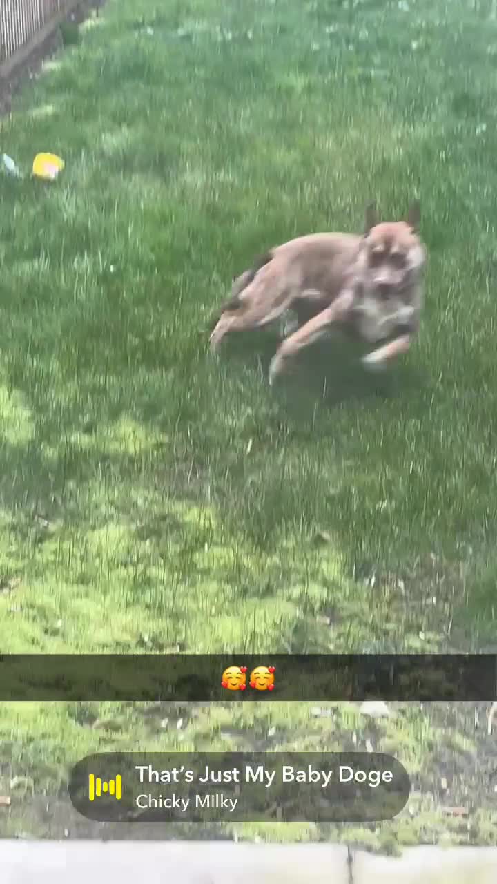 Mixed Breed dogs for sale: Siberian husky x American bulldog in Leicester - Video 1