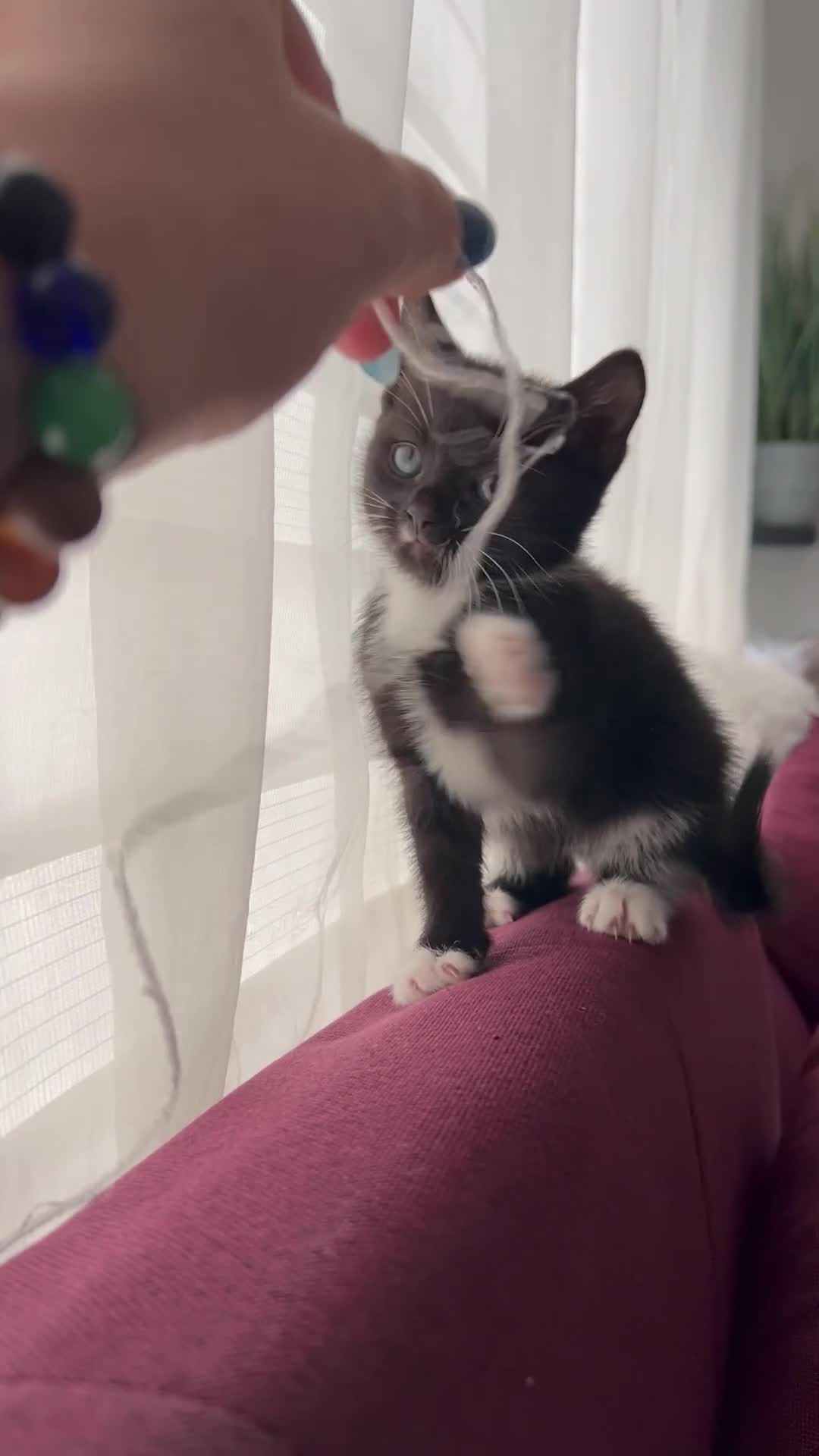 Mixed Breed cats for sale: Last Calico–Tortoiseshell British-Type Kitten - Video 2