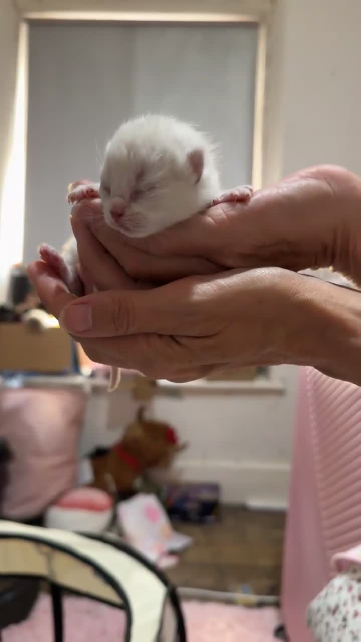 British Shorthair cats for sale: bsh kittens for sale  in Port Talbot - Video 1