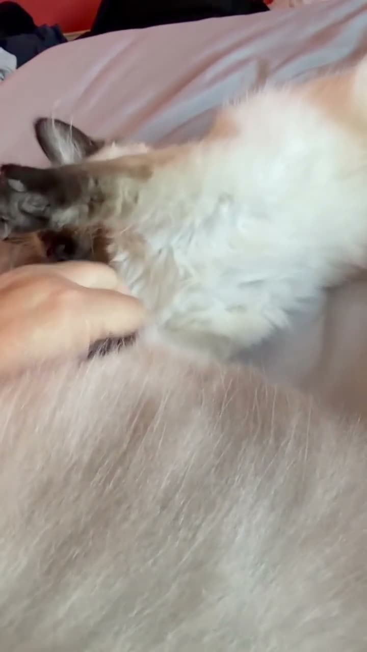 Ragdoll cats for sale: READY TO GO! Stunning Ragdoll Kitten😍 - Video 1