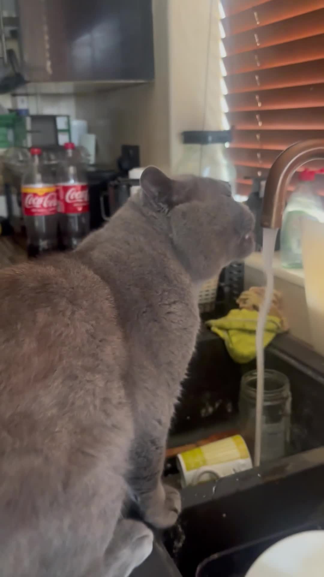 British Shorthair cats for sale: British Shorthair kittens  - Video 1