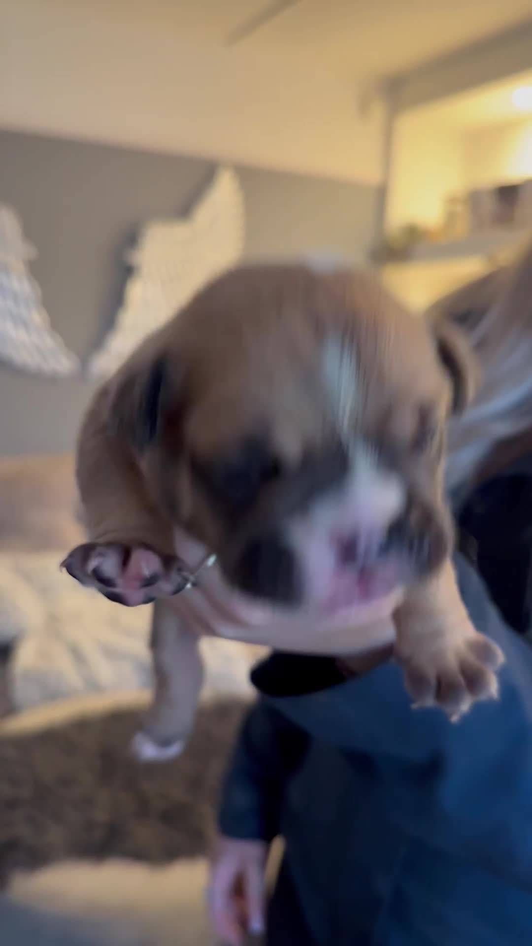 English Bulldog dogs for sale: Traditional English Bulldog Puppies  - Video 5