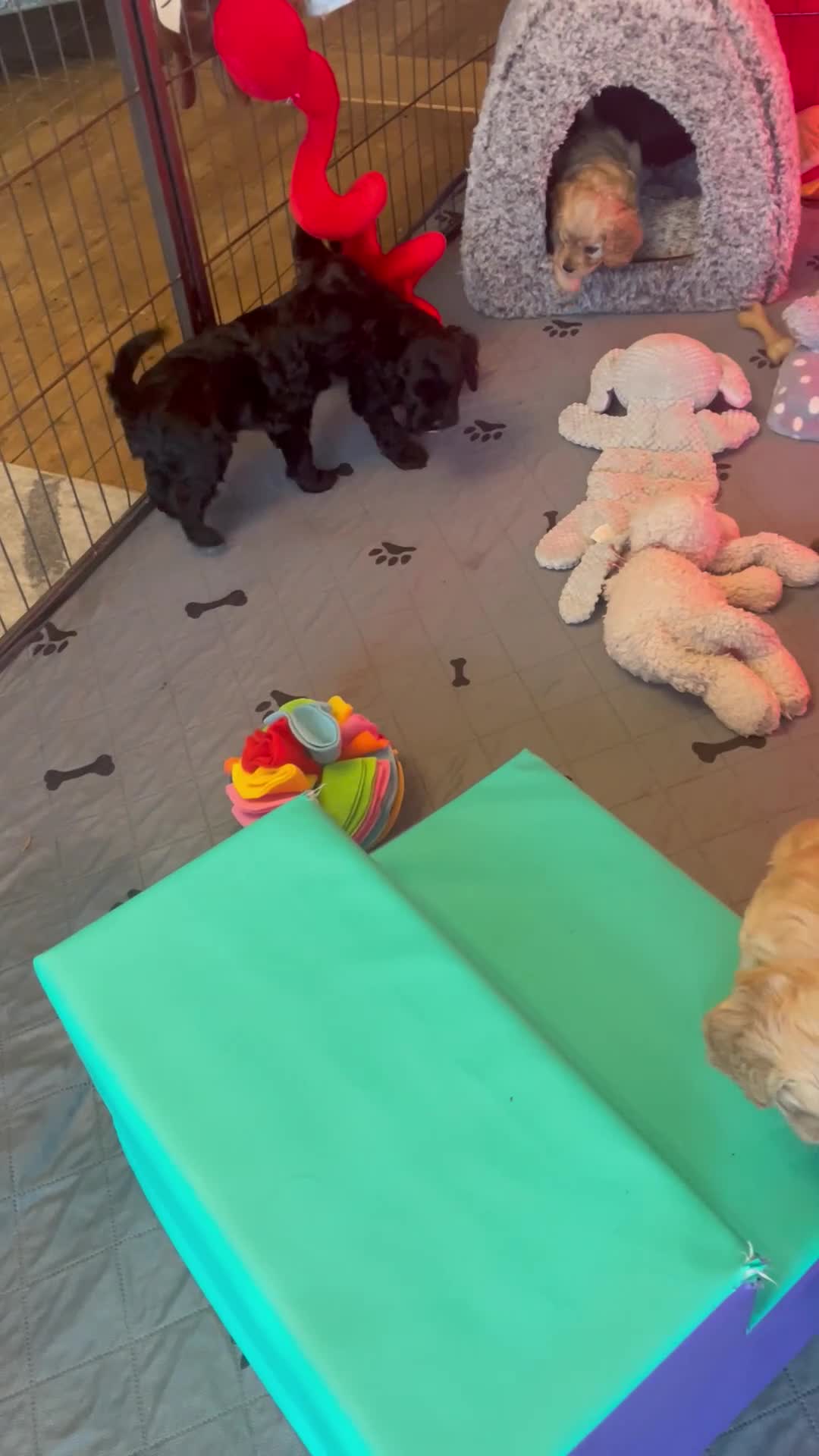 Cavapoo dogs for sale: F1 Cavapoo - Video 1