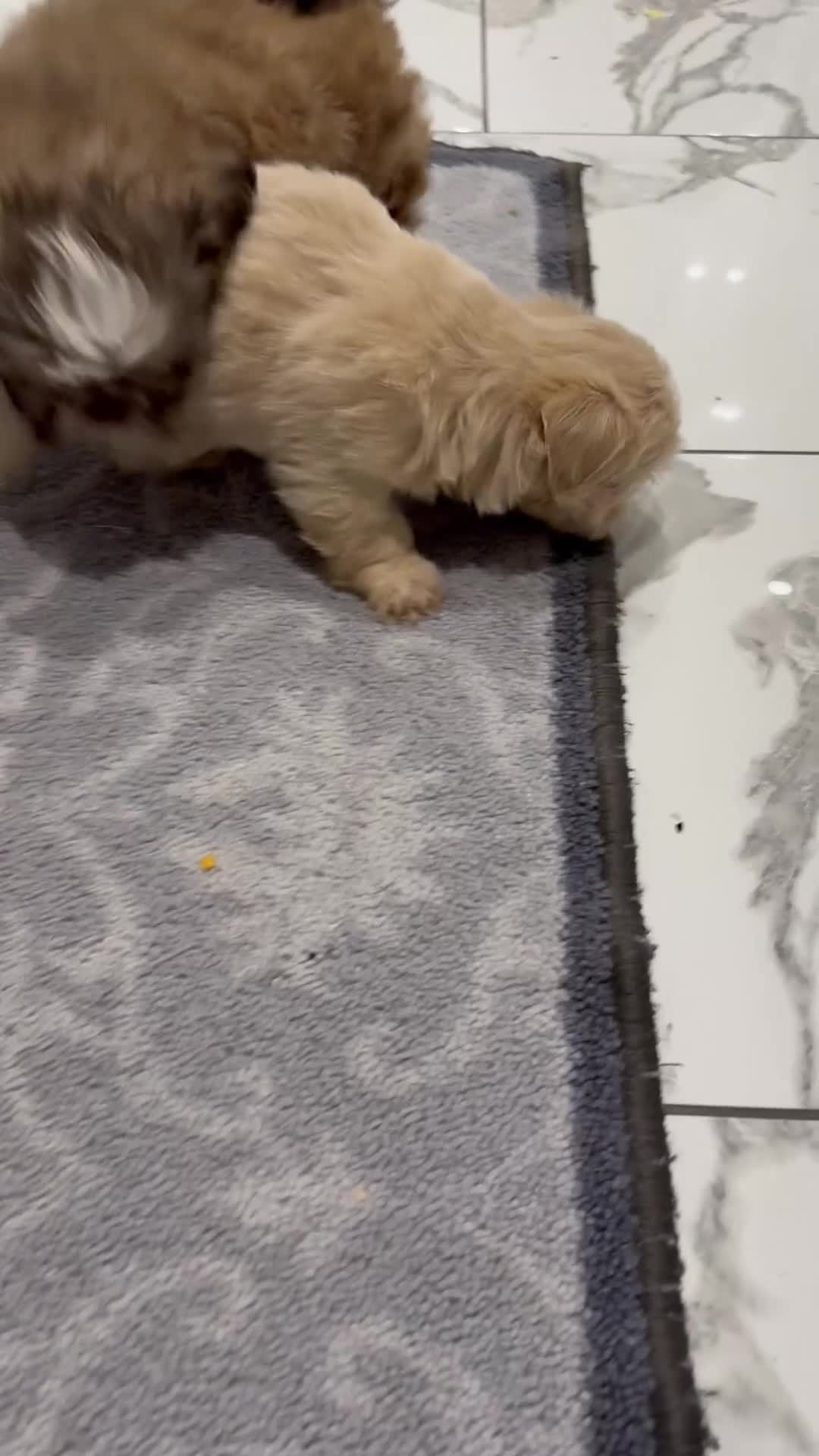 Shih Tzu dogs for sale: IMRERIAL SHIHTZU PUPPIES - Video 3