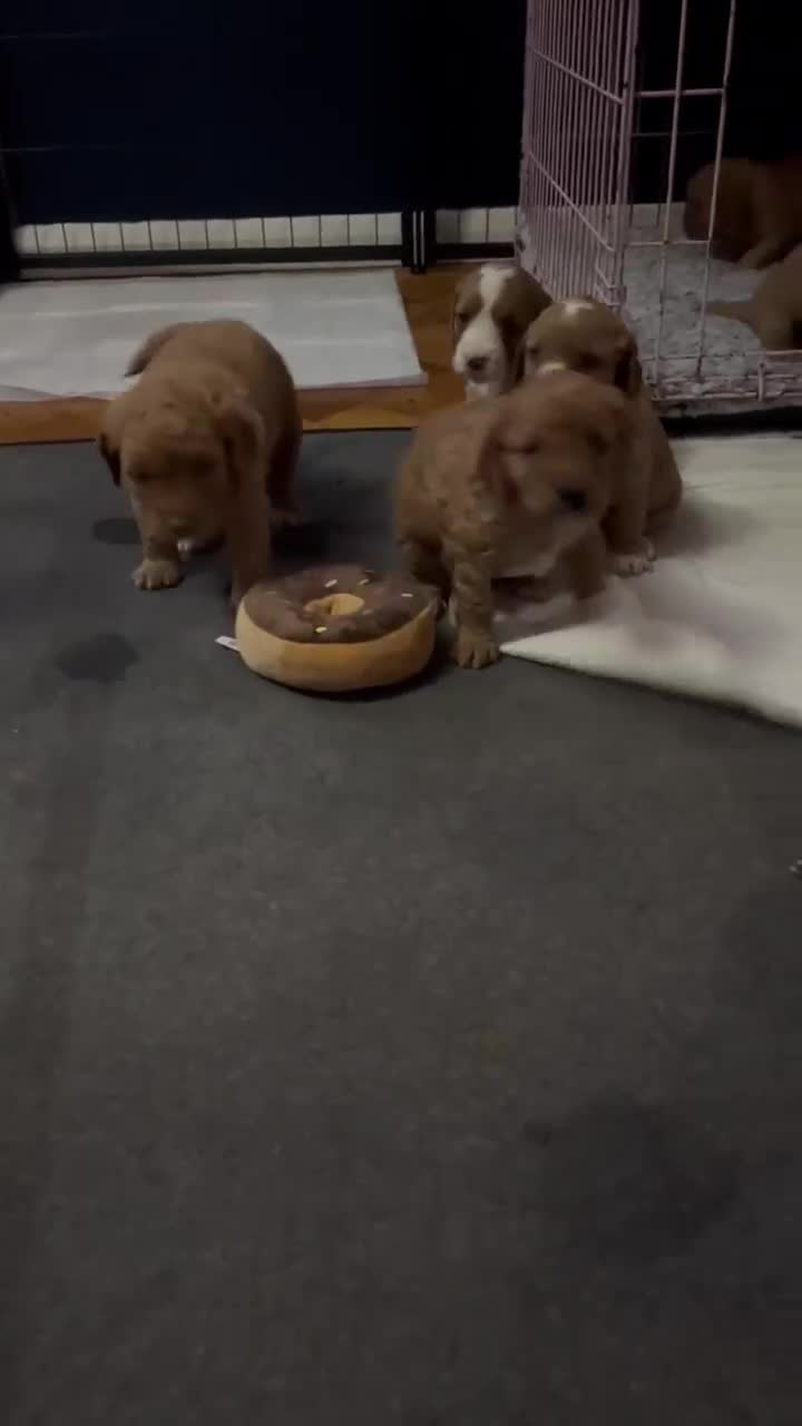 Cockapoo dogs for sale: Cockapoo puppies - Video 1