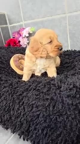 Cockapoo dogs for sale: Beautiful cockapoo pup - Video 1