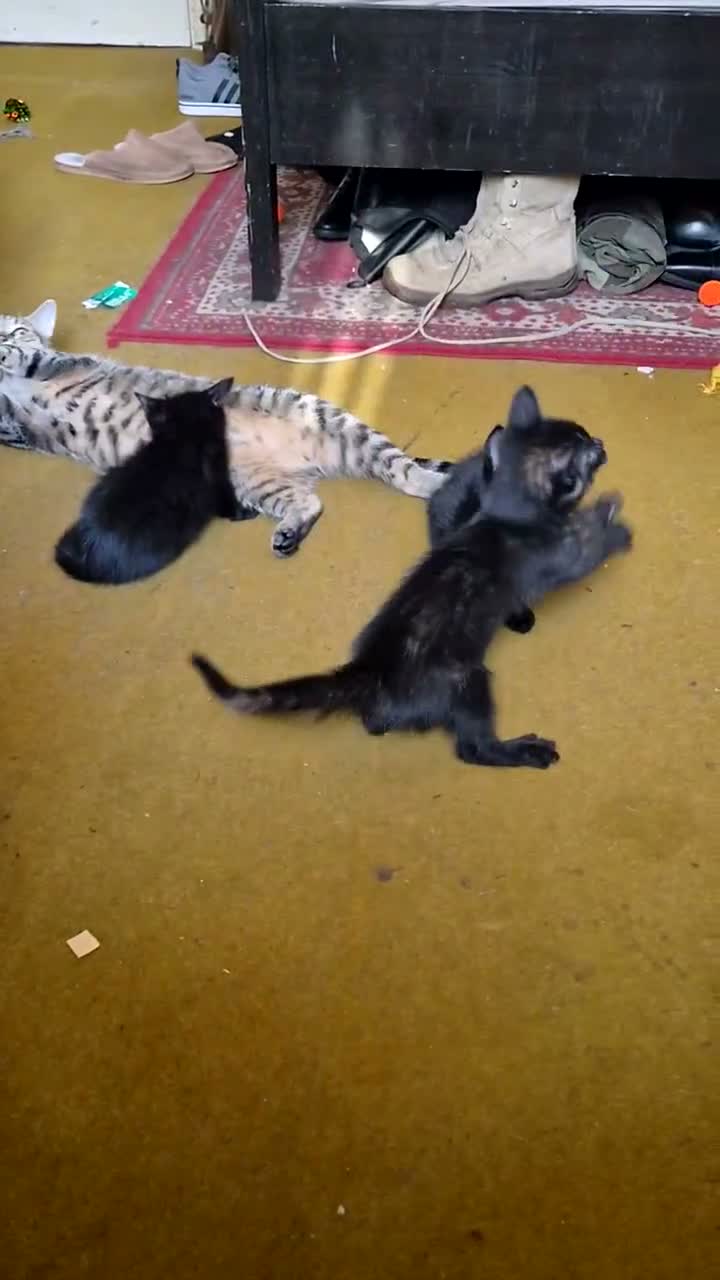 Mixed Breed cats for sale: Four beautiful, fluffy black tabby kittens  in Orpington - Video 2