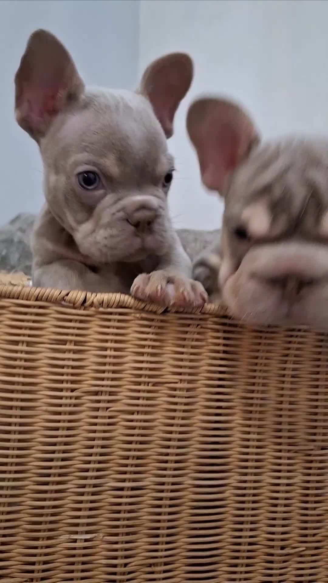 French Bulldog dogs for sale: Stunning pups - Video 2