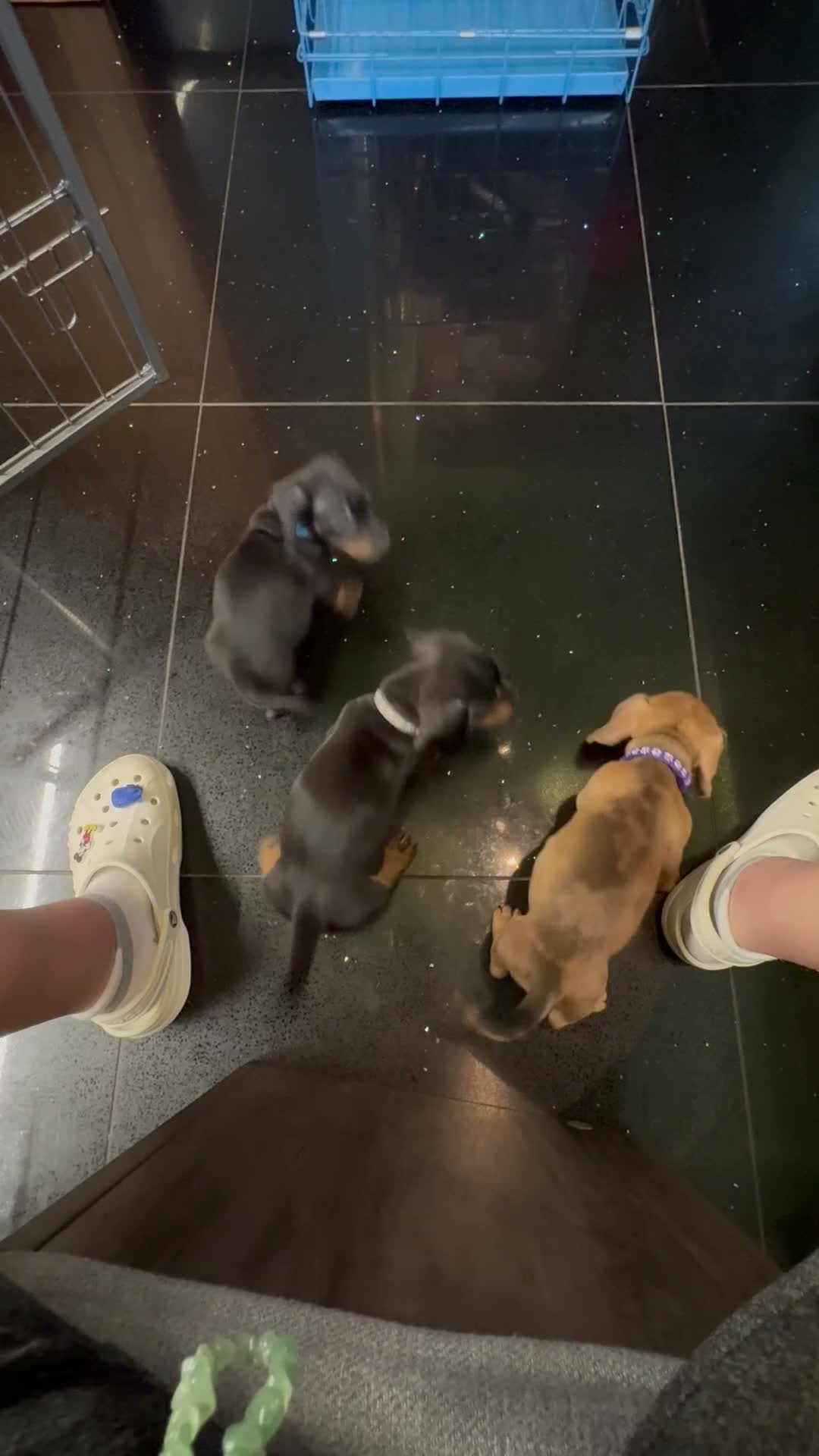 Miniature Dachshund dogs for sale: 3 male Miniature Dachshunds for sale in Bolton - Video 5