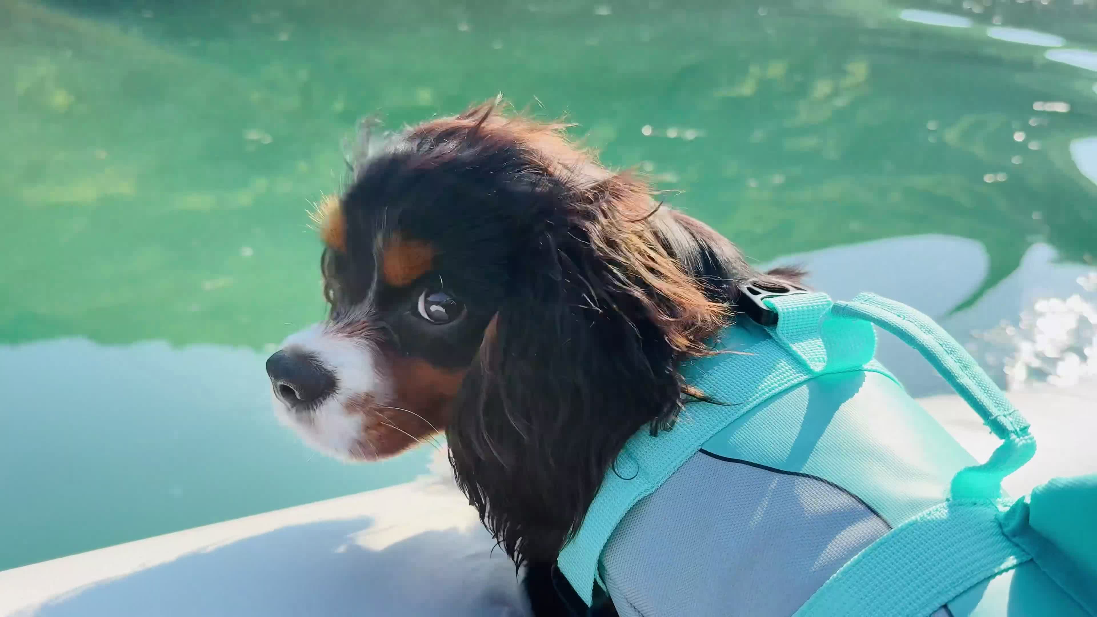 Cavalier King Charles Spaniel dogs for sale: KC registered Cavalier - meet Woody 🐾 - Video 1