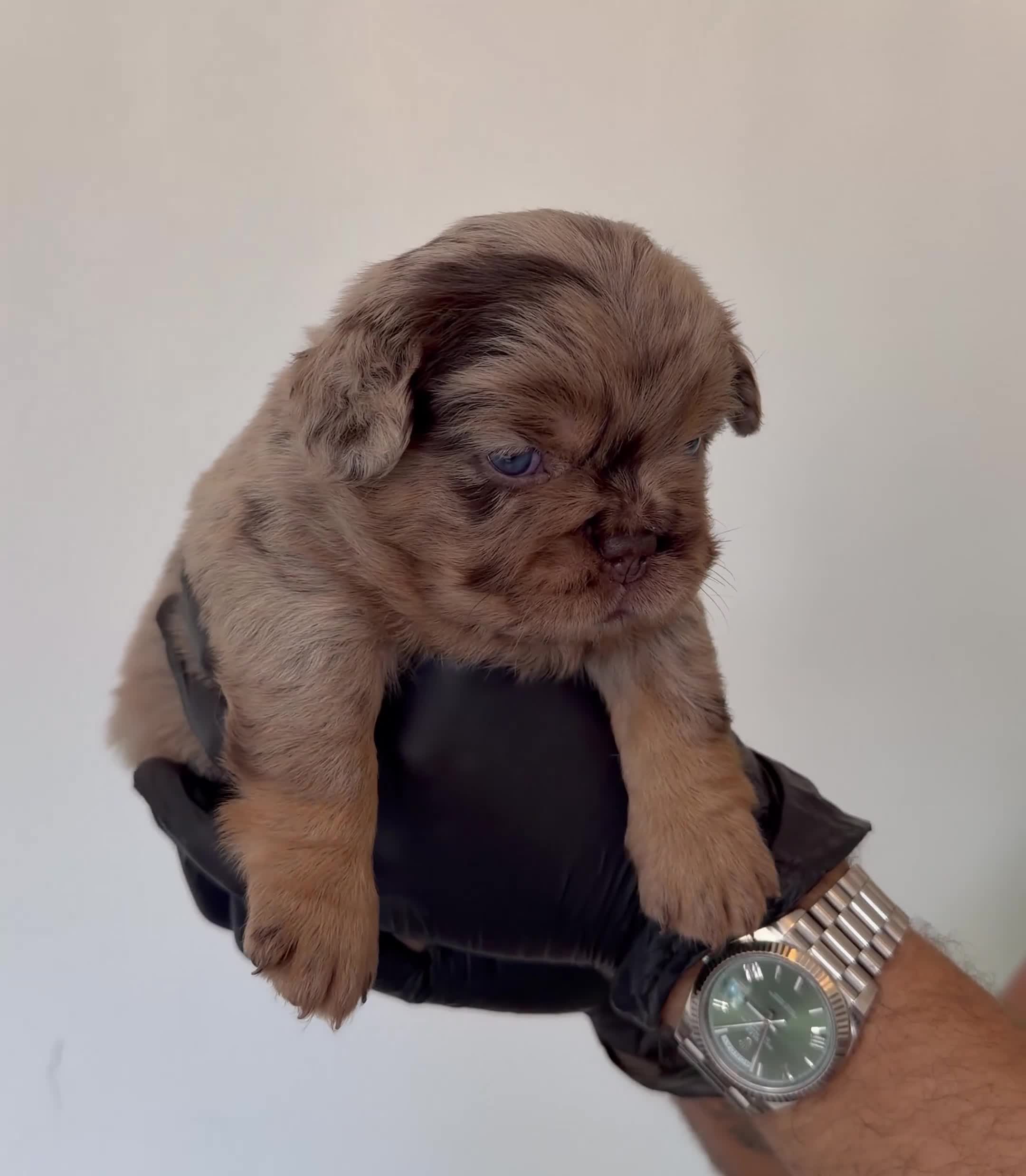 French Bulldog dogs for sale: Visual Fluffy - Pink Carrier - New Shade Isebella  - Video 3