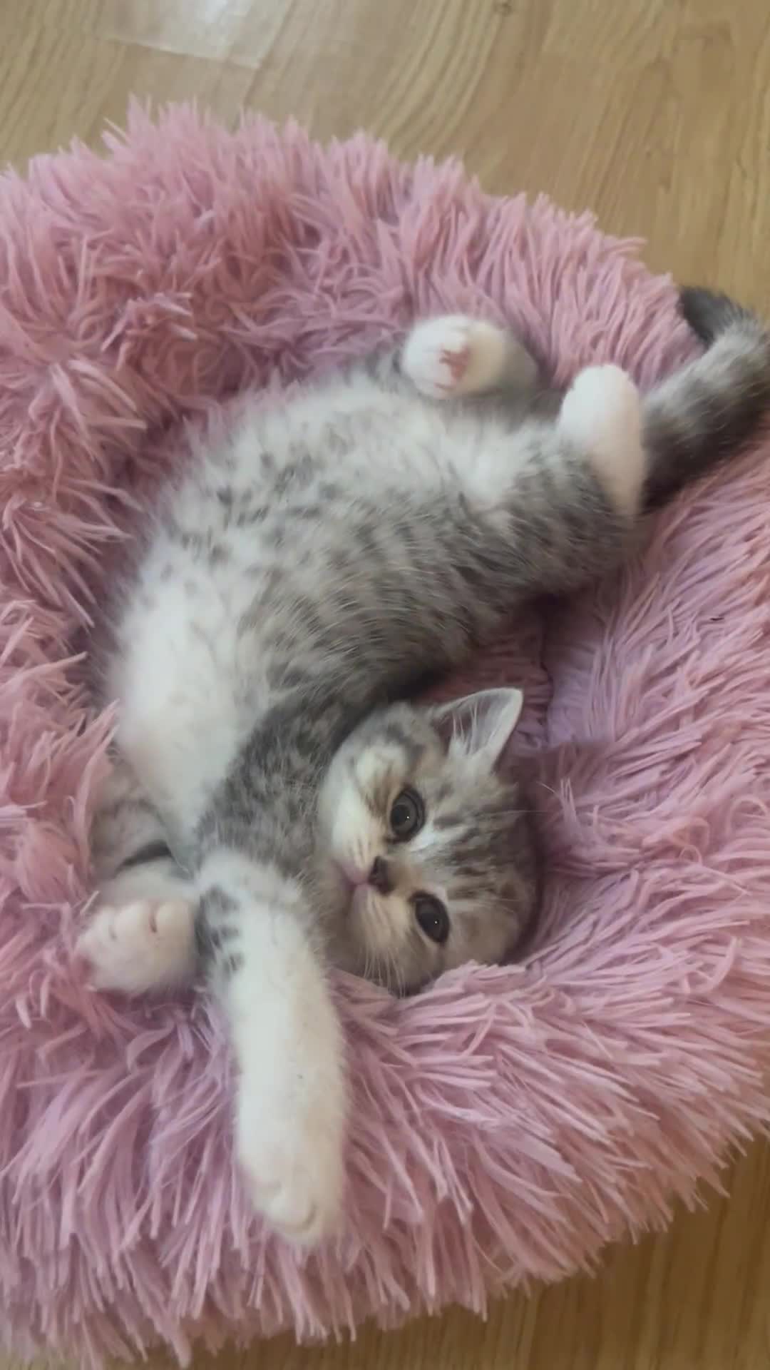 Scottish Fold cats for sale: Scottish fold and straights - Video 2