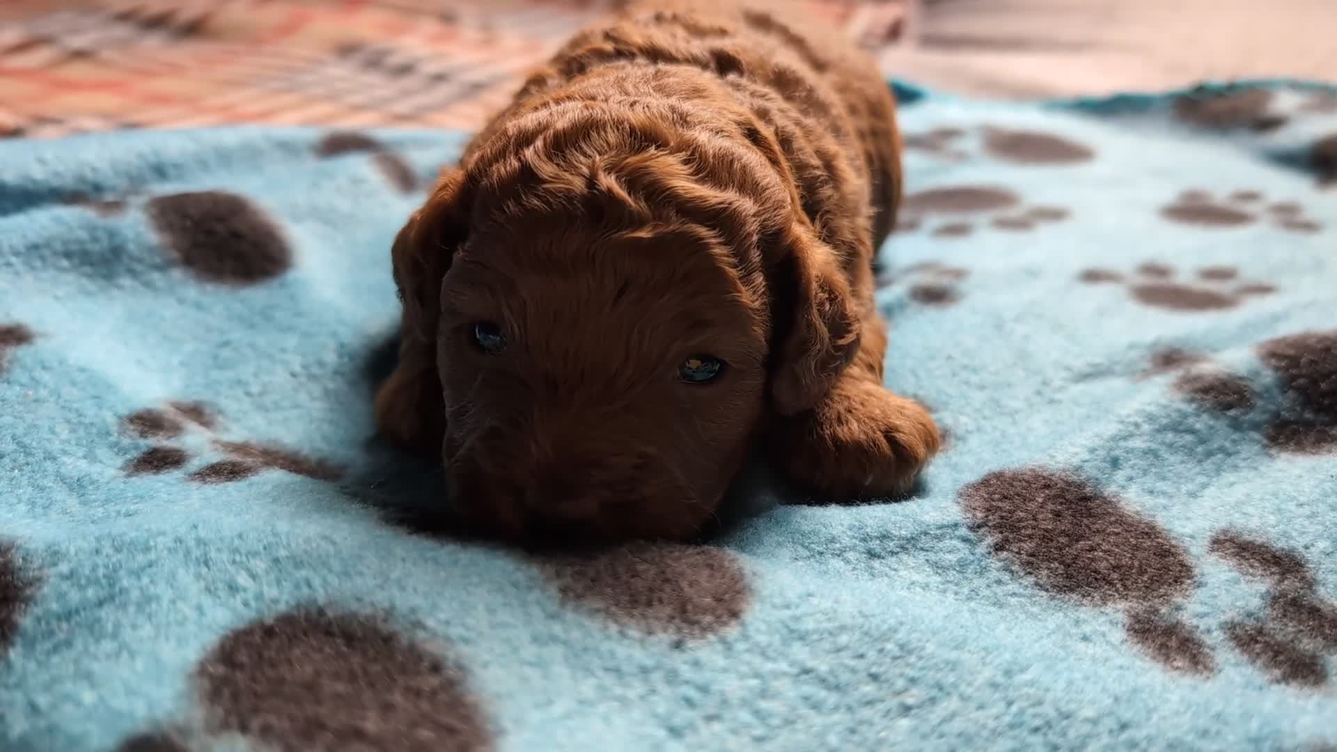 Cavapoo dogs for sale: F1B Deep Fox Red High Quality DNA Clear Puppy  - Video 3