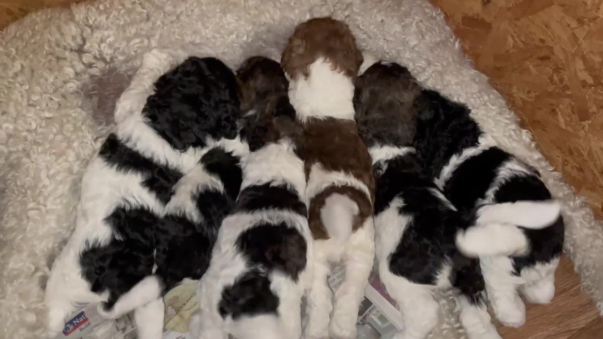 Mixed Breed dogs for sale: St Berdoodle ( St Bernard x Standard poodle) - Video 1