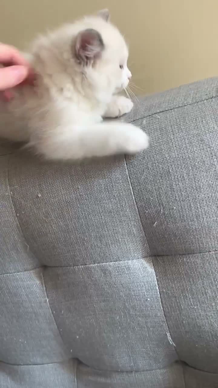Ragdoll cats for sale: Pure Ragdoll Kittens  in London - Video 1