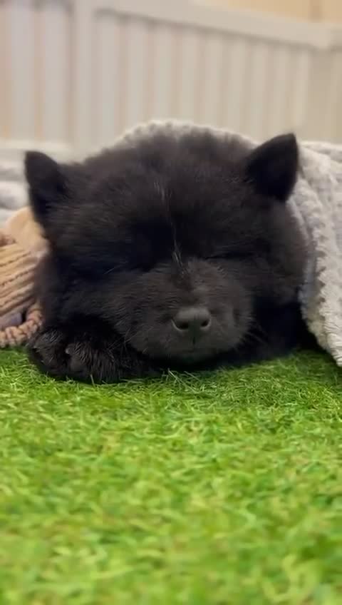 Mixed Breed dogs for sale: Chowski - Video 2