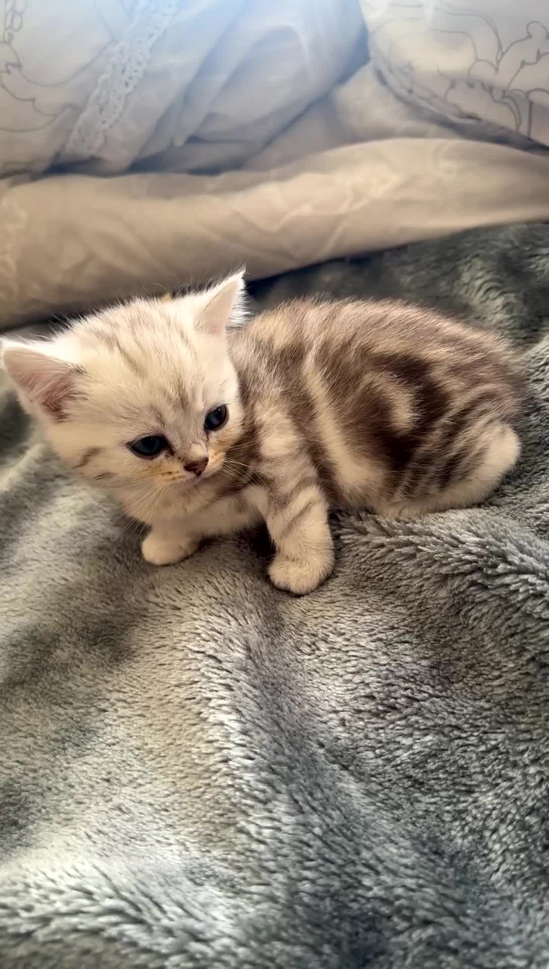 Persian cats for sale: Beautiful British shorthair silver tip mix breed - Video 1