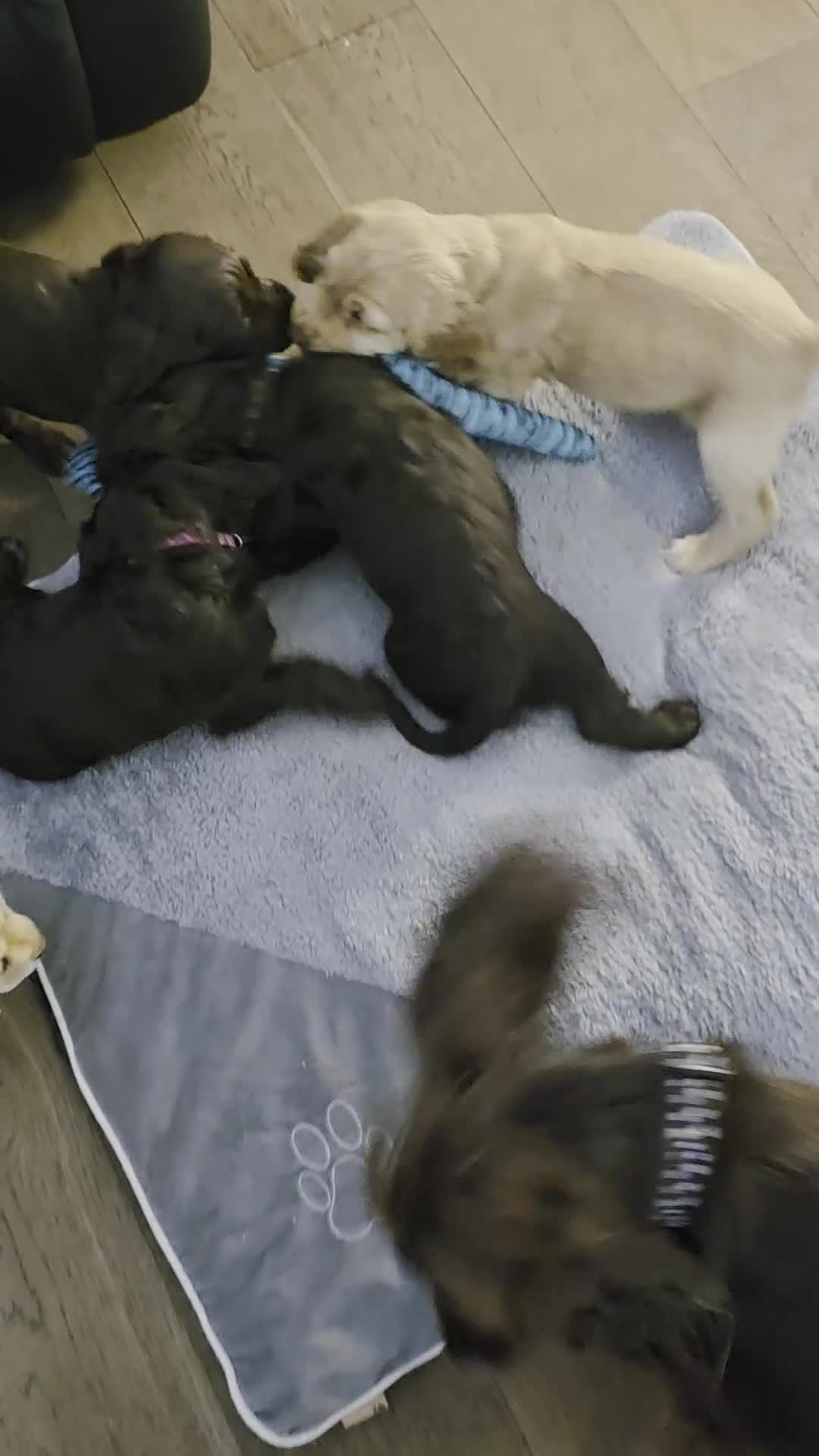 Cocker Spaniel dogs for sale: KC Reg Working Cocker Spaniel Pups ** 1 Boy Left** - Video 2
