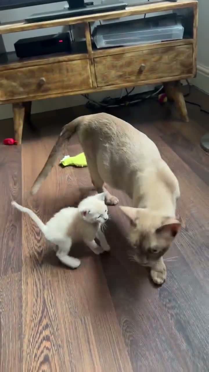 Burmese cats for sale: GCCF registered - Home Raised Burmese Kittens - Video 1