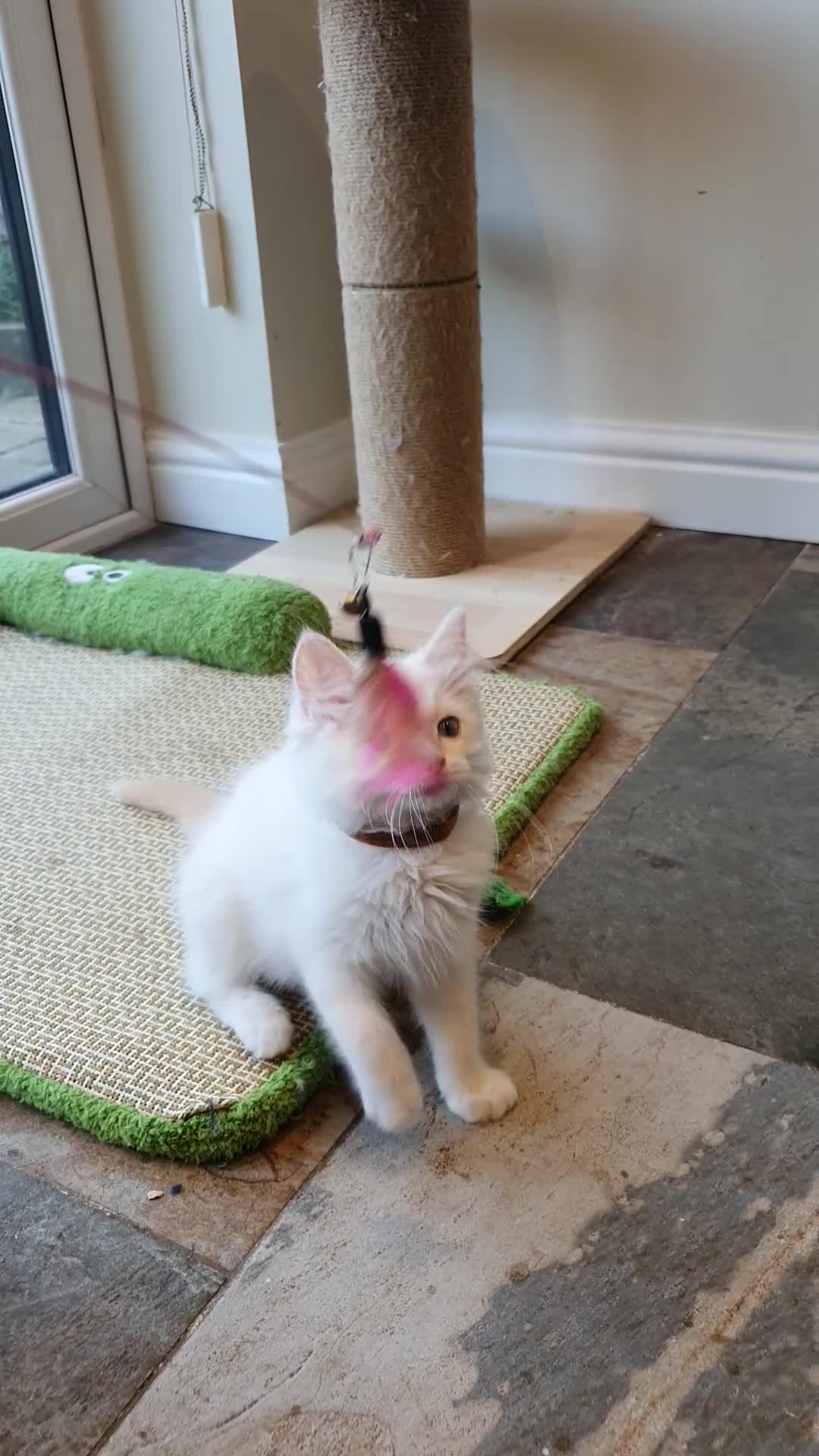 Ragdoll cats for sale: 💖Very Beautiful GCCF Registered Ragdoll Kittens. - Video 3