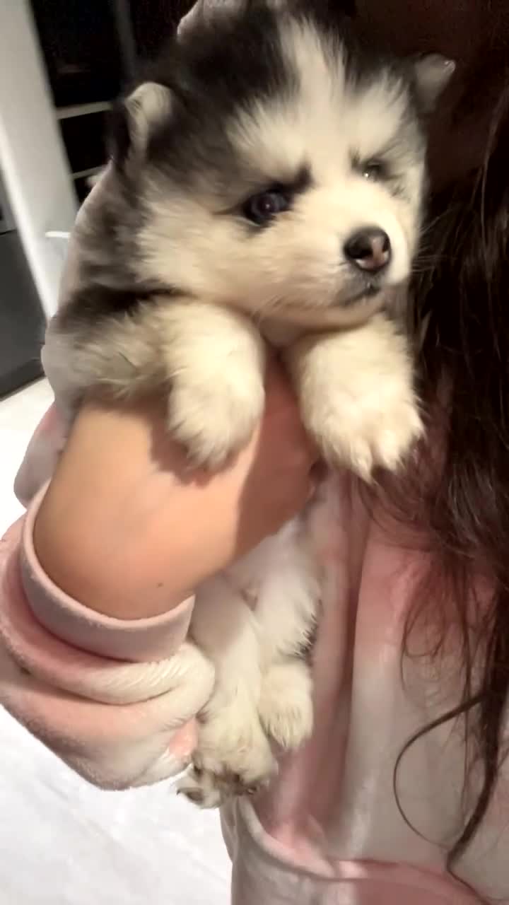Pomsky dogs for sale: F4 Toy Pomsky Puppies - Video 1
