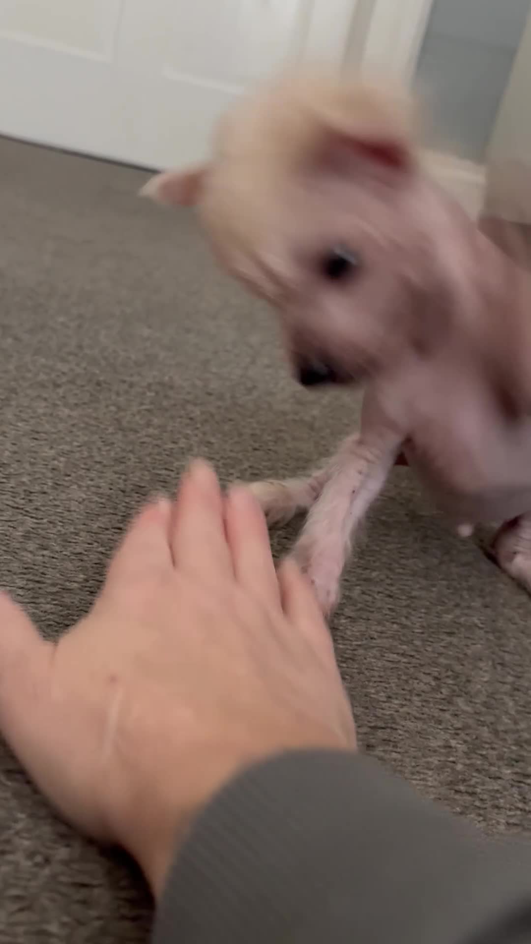 Chinese Crested dogs for sale: HHL Chinese Cresteds  - Video 1