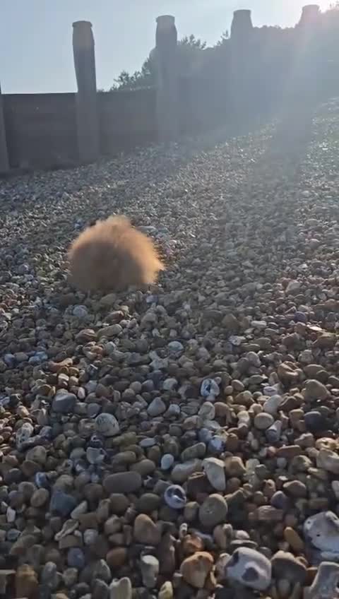 Pomeranian dogs for sale: Pomeranian merl boy teddy  in Manchester - Video 1