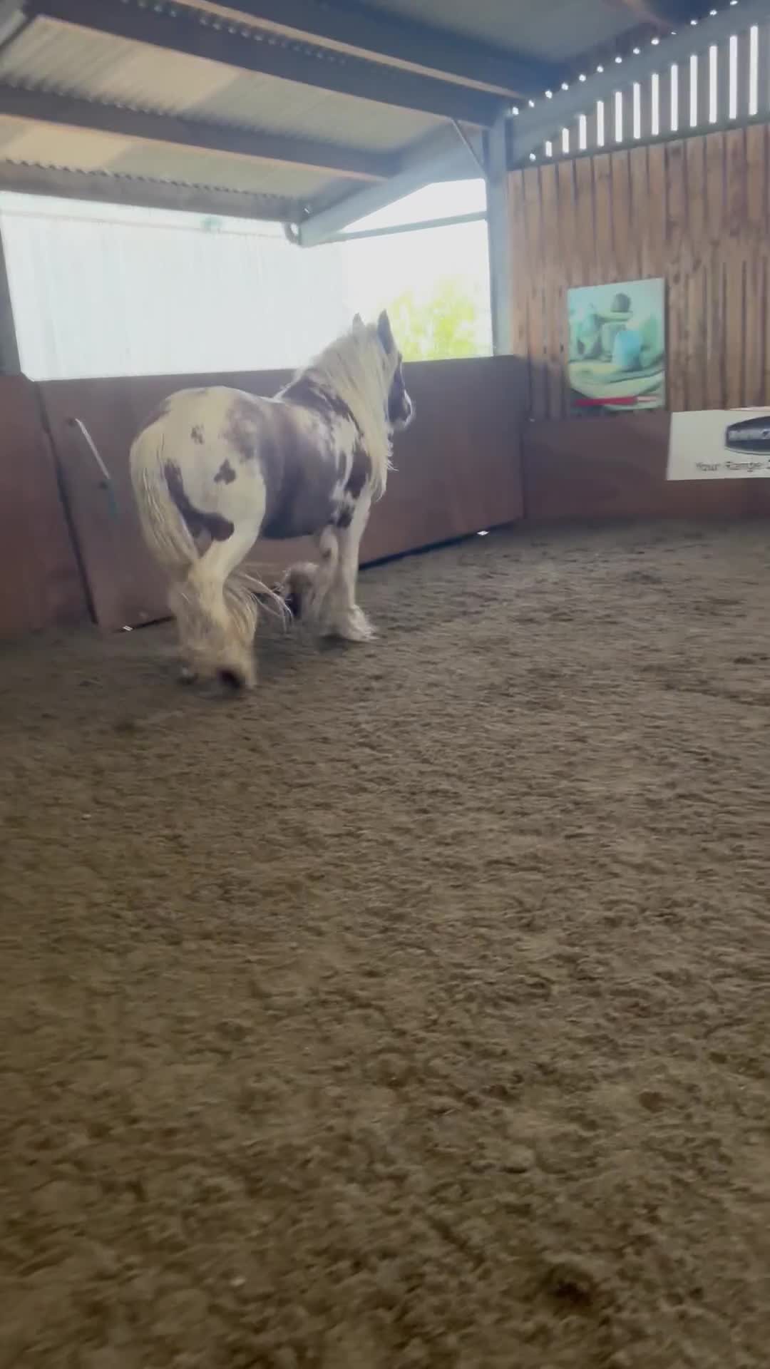 Irish Cob horses for sale: Asby Mills cob lightly backed  - Video 3