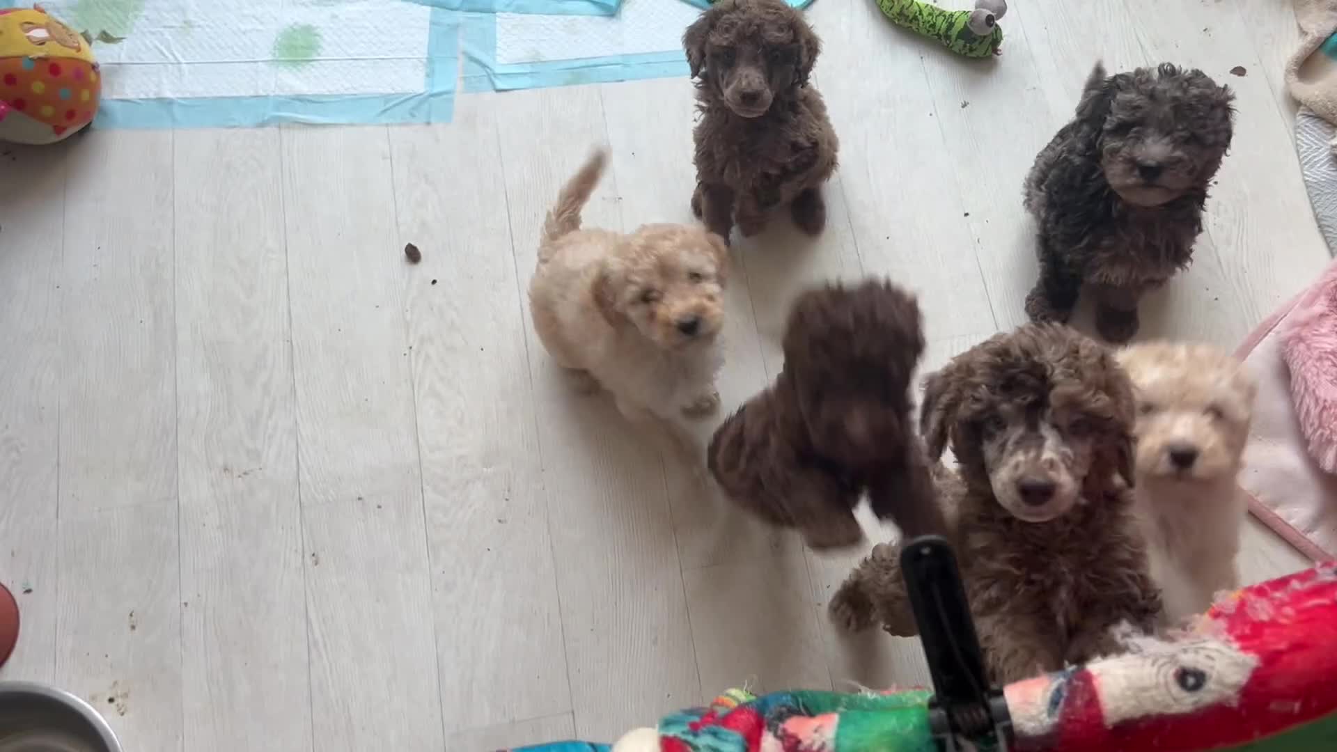 Mixed Breed dogs for sale: Poodle moyen  - Video 1