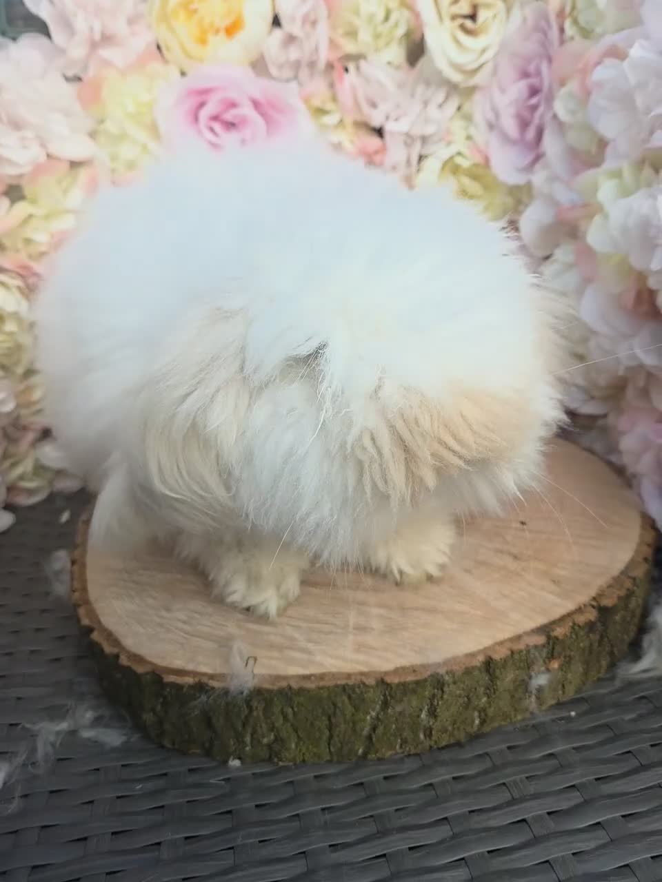 Angora rabbits for sale:  Super fluffy baby teddywidders   - Video 1