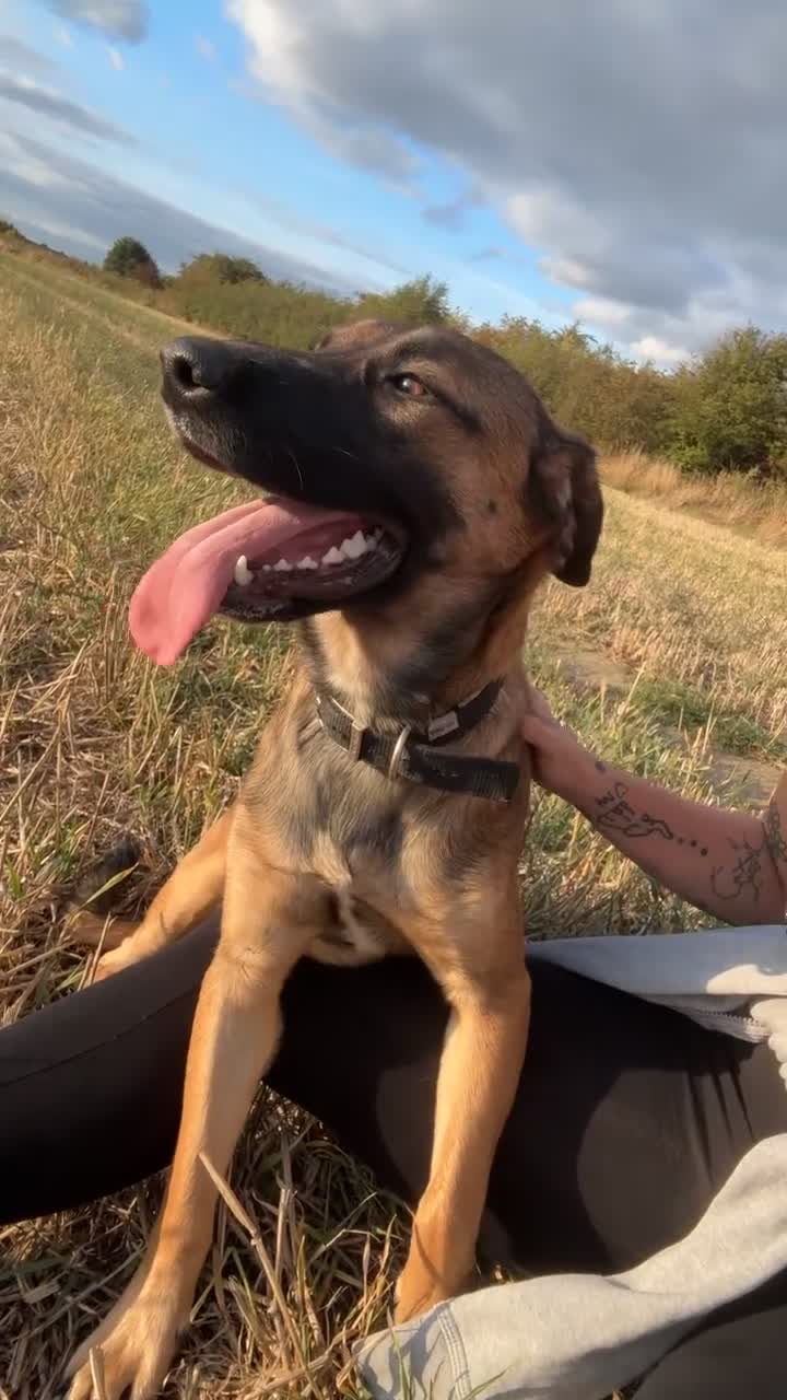 Mixed Breed dogs for sale: Belgium Mali x - Video 1