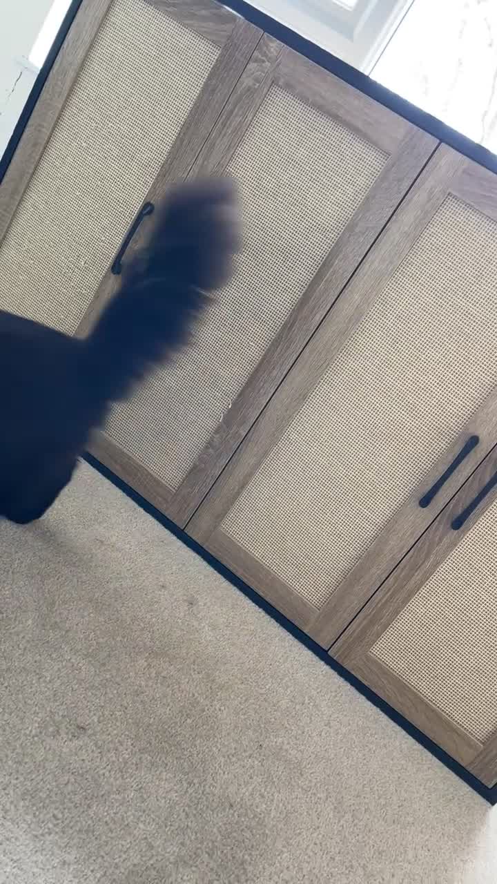 Maine Coon cats for sale: Maine Coon  in Egham - Video 2