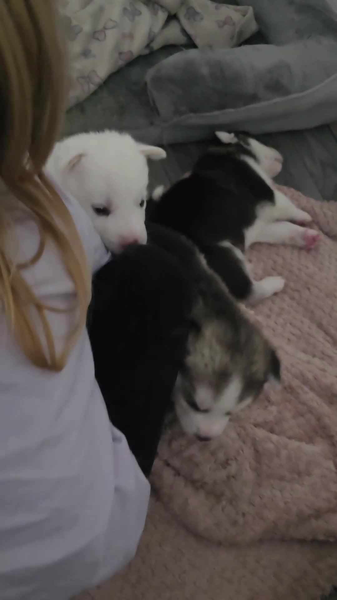 Siberian Husky dogs for sale: Siberian Husky Puppies - Video 1