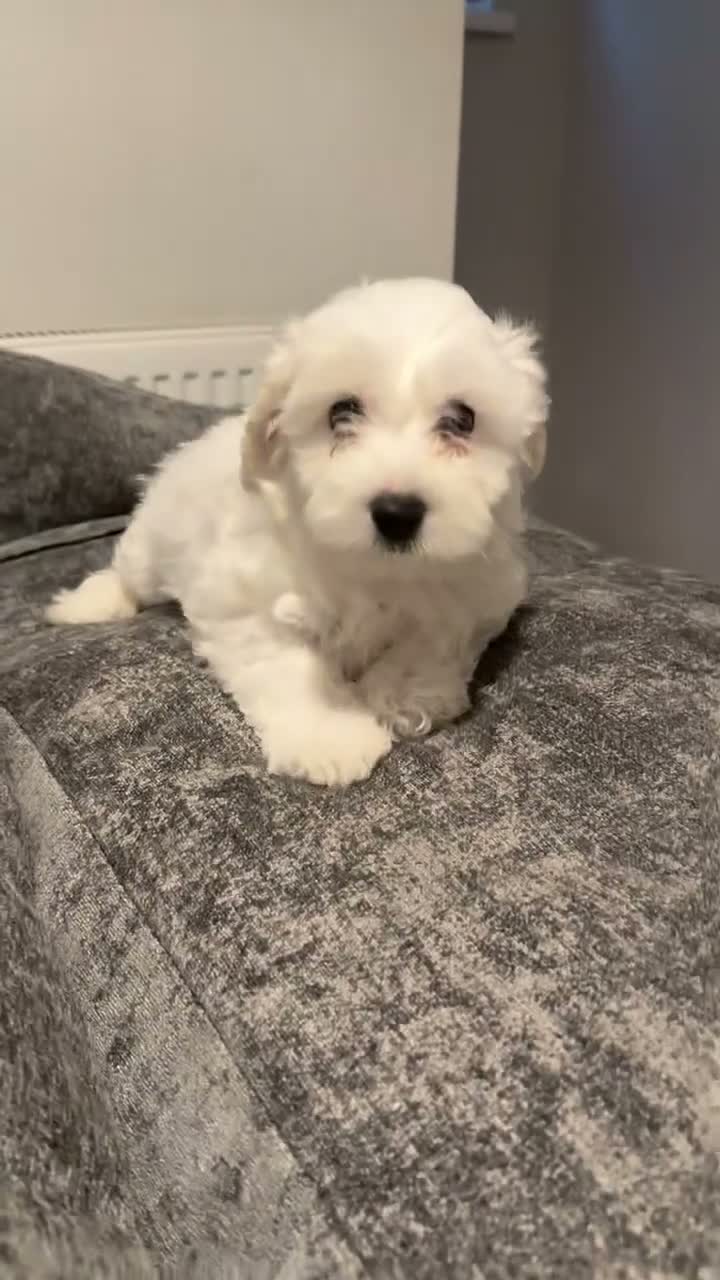 Mixed Breed dogs for sale: Gorgeous little boy - Video 1