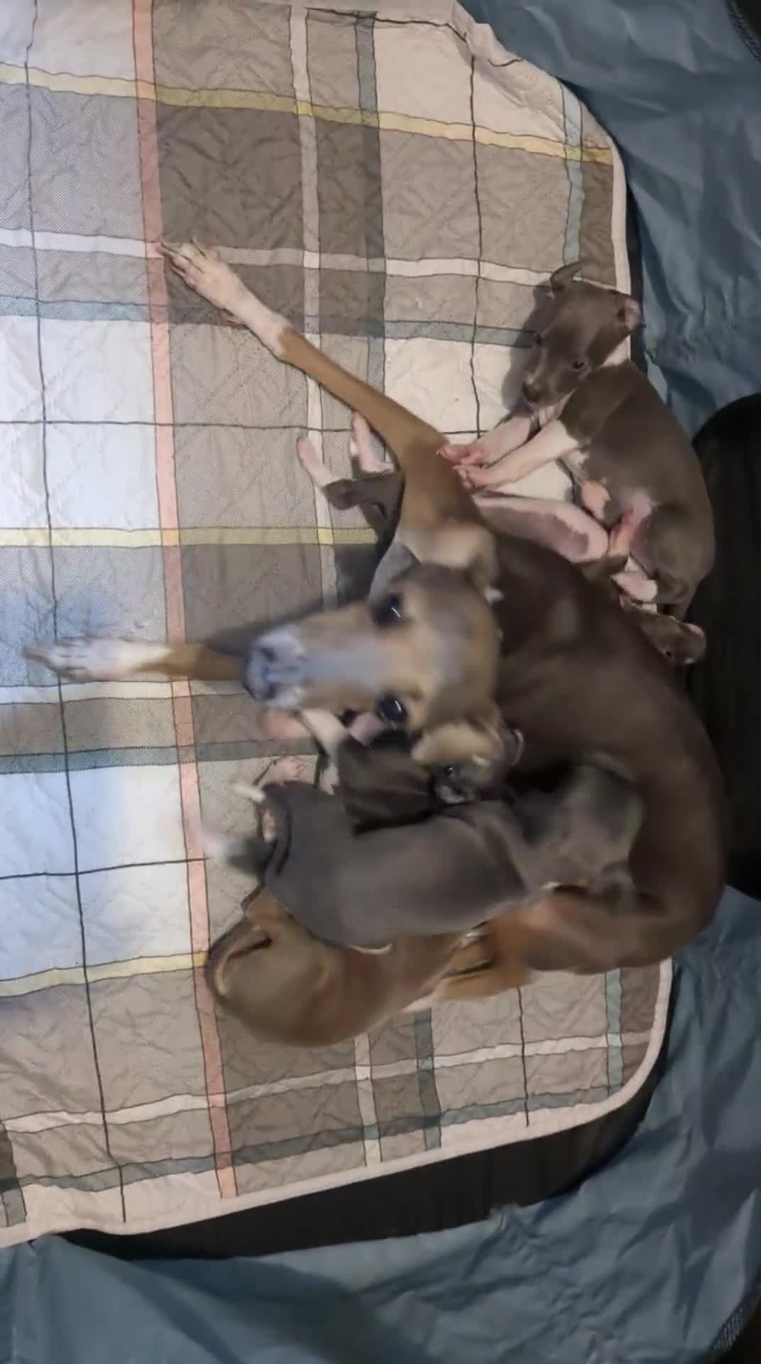 Italian Greyhound dogs for sale: Beautiful KC registered ITALIAN GREYHOUNDS  - Video 1