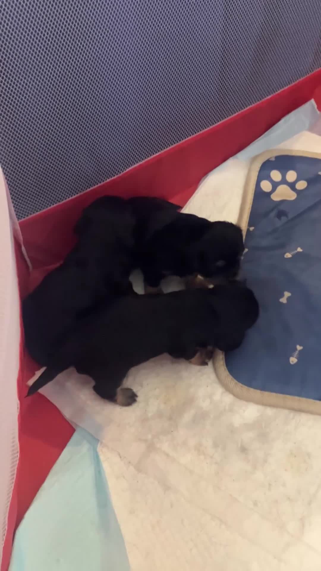 Cavalier King Charles Spaniel dogs for sale: Beautiful Chunky King Charles spaniel puppies  in Manchester - Video 2