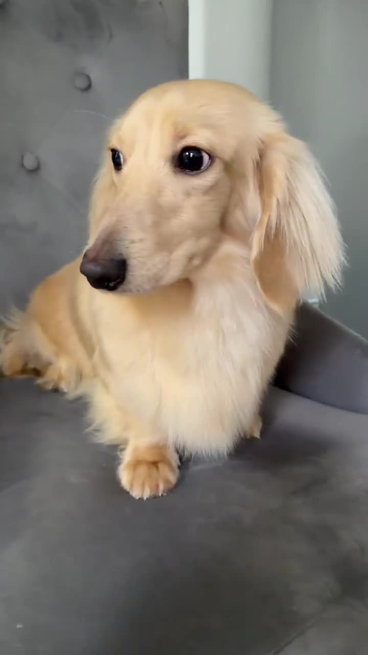 Miniature Dachshund dogs for stud: miniature dachshund for stud - Video 1