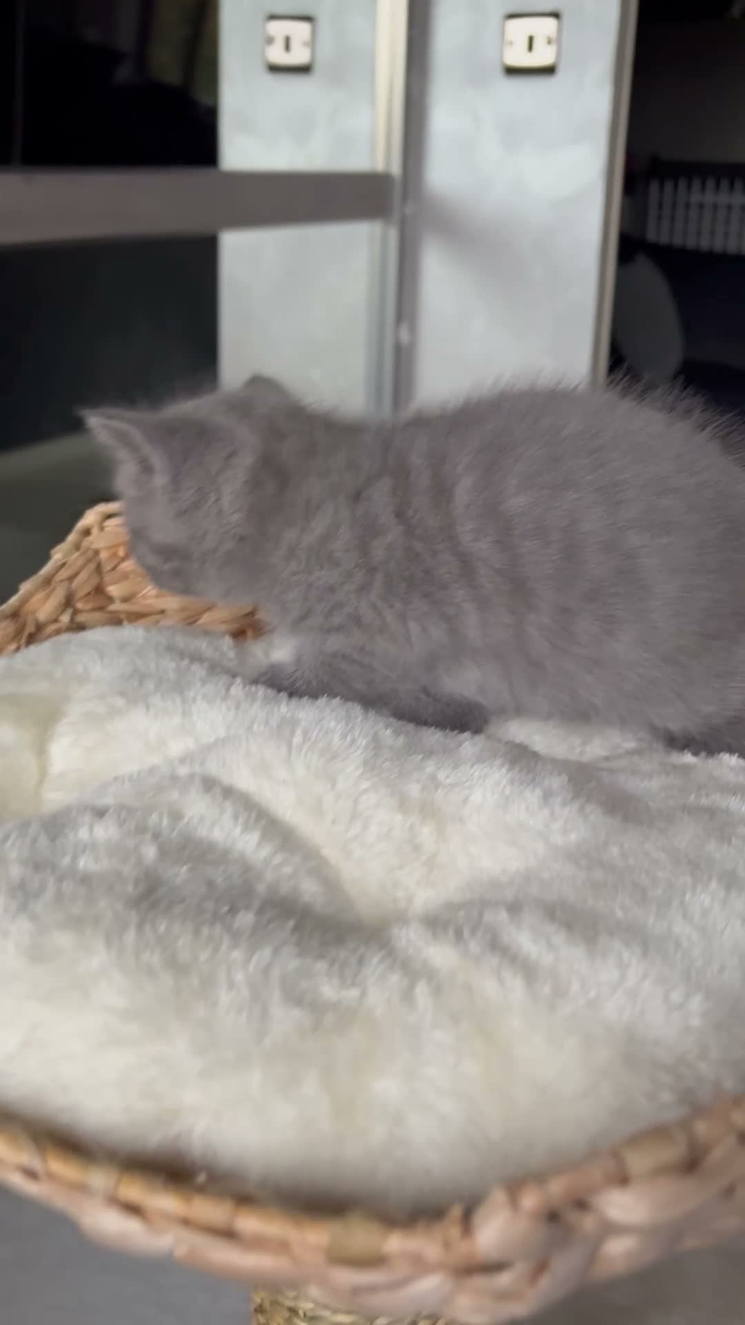 Scottish Fold cats for sale: 7 Beautifully Scottish Fold/Straight kittens - Video 3