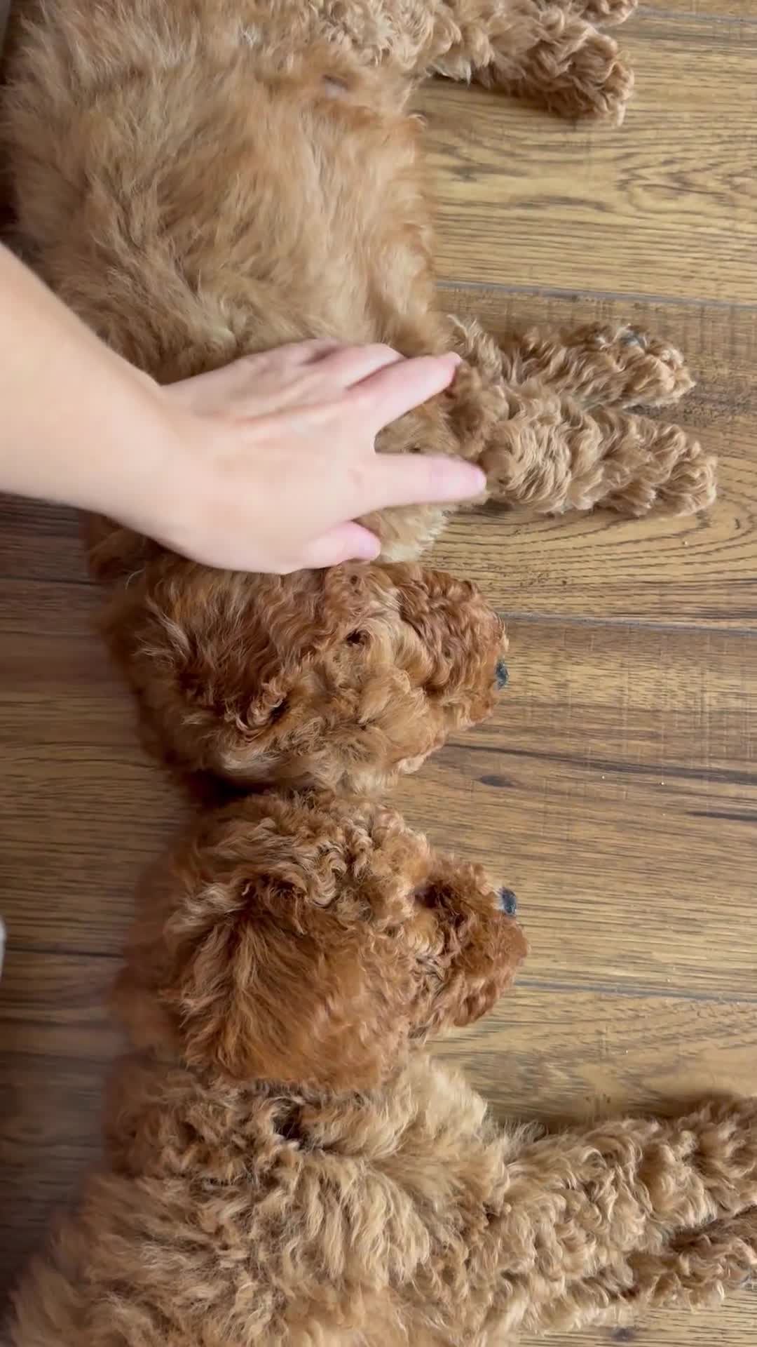 Cavapoo dogs for sale: ** REDUCED - READY NOW ** F1B Cavapoo Puppiess - Video 1