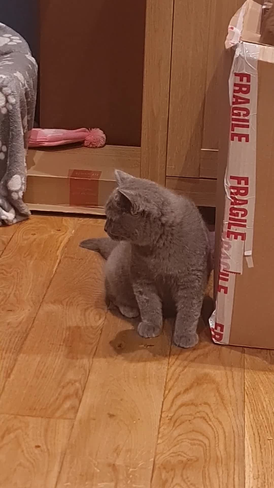 Scottish Fold cats for sale: Scottish Folds  4 Male 1 Female - Video 4