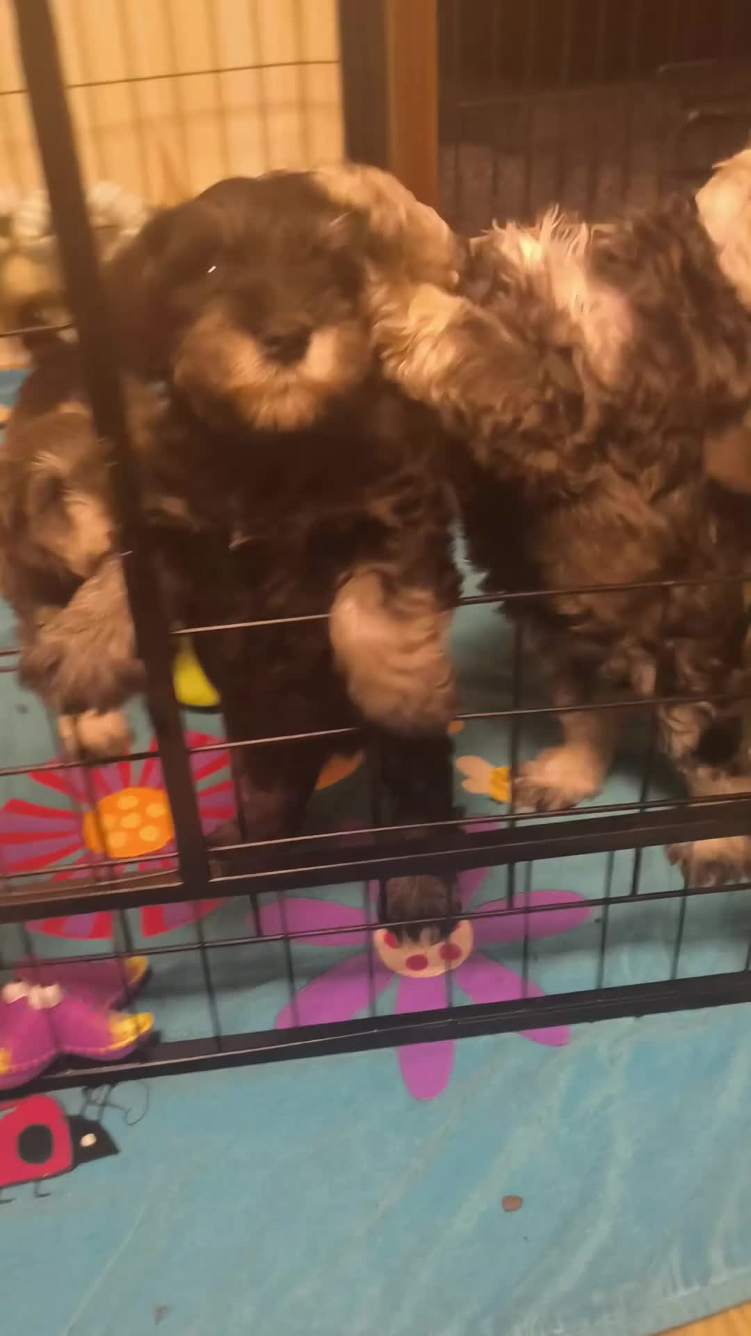 Miniature Schnauzer dogs for sale: Miniature Schnauzers KC Reg 3 boys 1girl available - Video 1