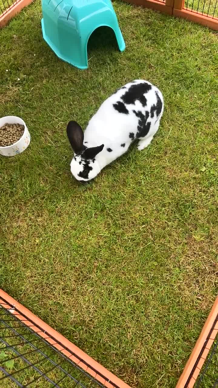 Mixed Breed rabbits for sale: Rabbit  in Chester - Video 1