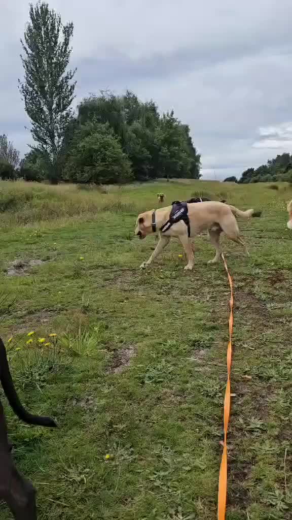 Mixed Breed dogs for adoption: 🐾Java sweet girl needs her forever home 🐾❤️ - Video 1