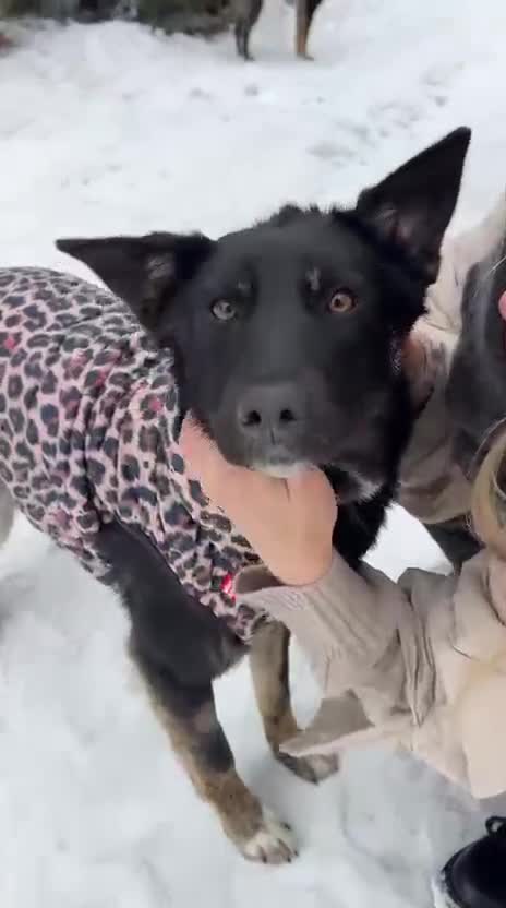 Mixed Breed dogs for adoption: ❤️MILLA❤️11 month, calm, thoughtful girl in Oxford - Video 1