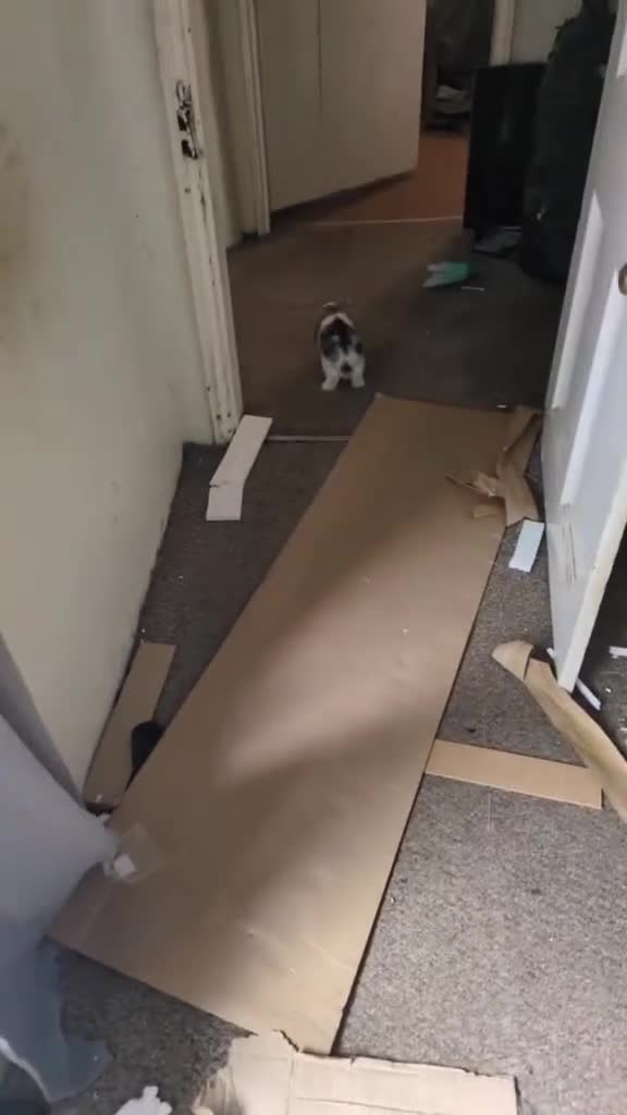 Mini Lop rabbits for sale: Brown n white mini lop for sale  - Video 2