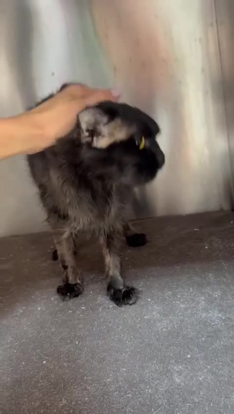 Mixed Breed cats for adoption: PRINCESS HELP ME !! BEEN IN VET CAGE FOR ONE MONTH - Video 1