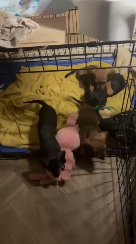 Dachshund dogs for sale: Pure Bred Dachshunds  - Video 1